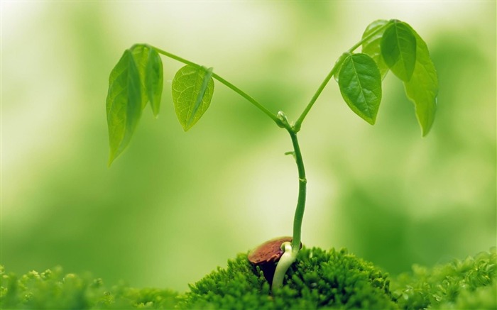 creciente planta-planta papel tapiz de primer plano Vistas:23323