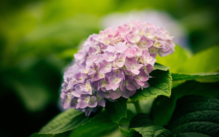 Verano el más hermoso fondo de pantalla de flores Vistas:29721