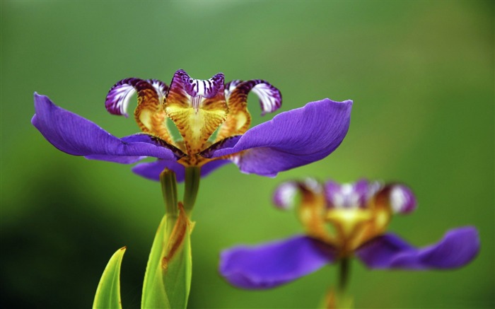 íris flor-Flores Papel de parede da área de trabalho Visualizações:8534