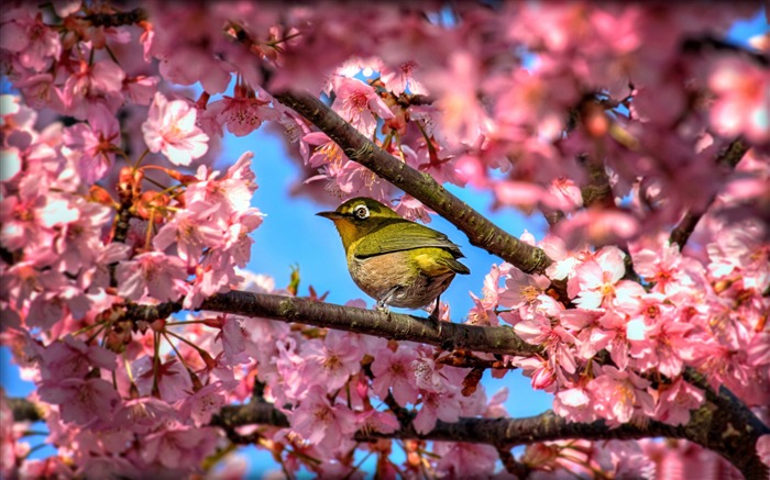 Pássaro de olho branco japonês no papel de parede de animal sakura-Birds Visualizações:12754