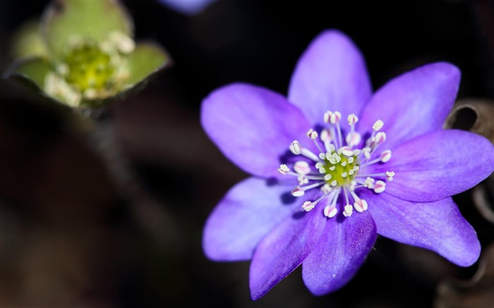 fleur pourpre-fond d'écran photographie fleurs Vues:10227