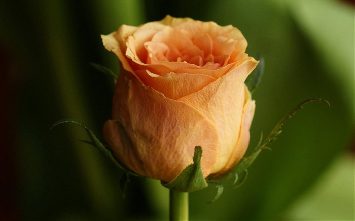 papel pintado de la fotografía de las rosas rosadas Vistas:10242