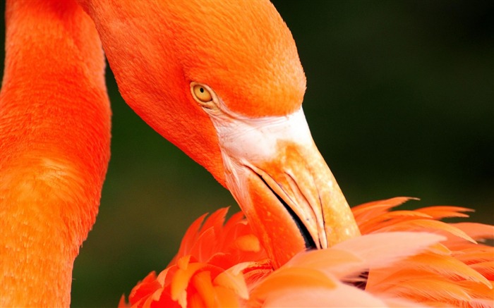 Fondo de pantalla de naranja cisne-Animal World Vistas:13408