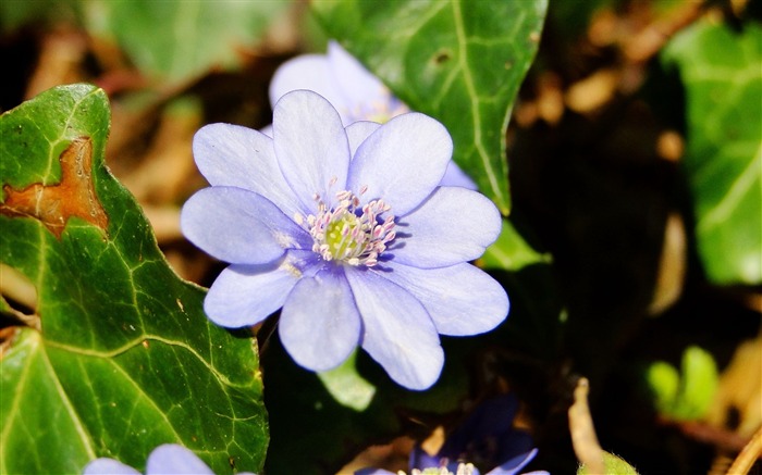 flor de flores azuis e azuis Visualizações:7981