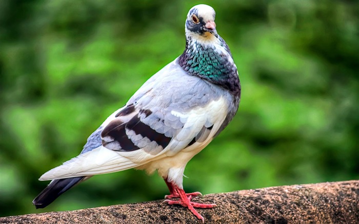 Pigeon-Birds animal wallpaper Visualizações:15388