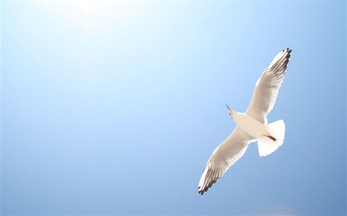 paloma Fly Blue Sky-Birds fondo de pantalla de animales Vistas:19219