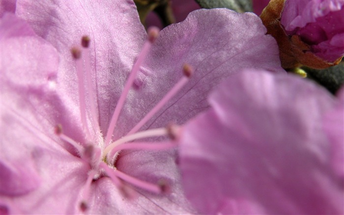 Pink-Flower Desktop Wallpaper Visualizações:8706