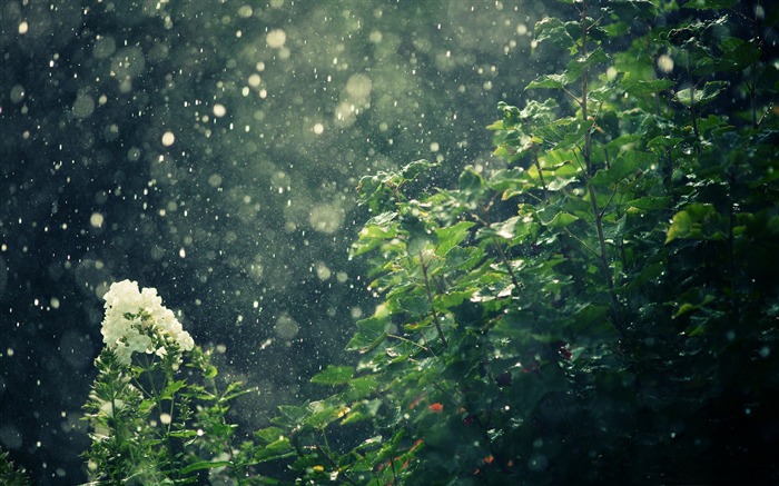 雨 - 夏日風景壁紙 查看次數:41625