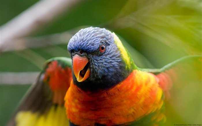 arco iris lorikeet loro-Animal World Wallpaper Vistas:9642