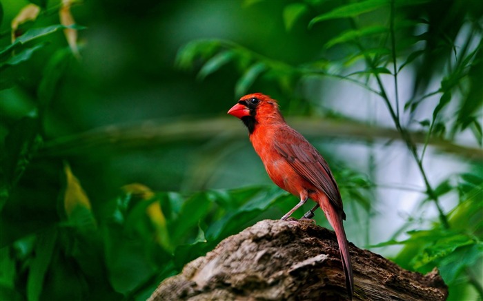 papel pintado de animales rojo pájaro-pájaros Vistas:13313