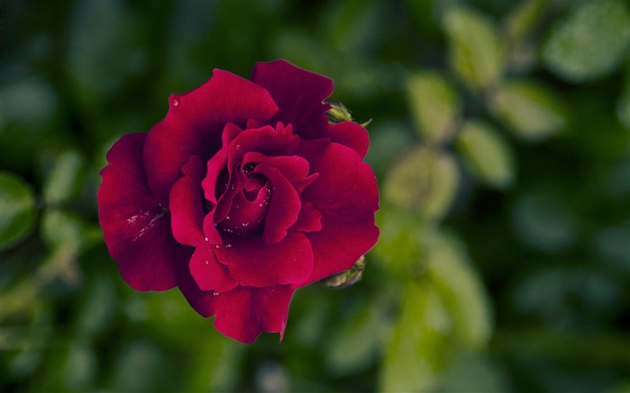 papel tapiz de fotografía de rosas rojas Vistas:12869