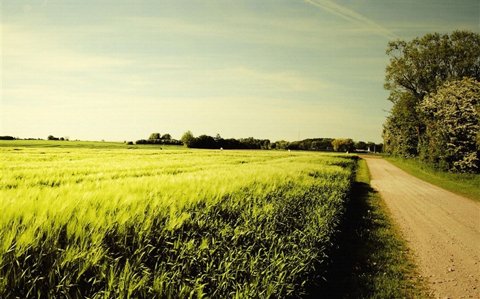 road field-Summer landscape wallpaper Views:15070 Date:2012/8/8 19:54:42