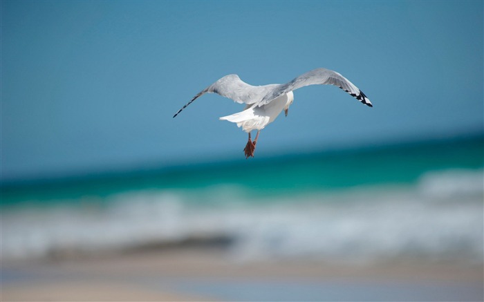 Fondo de pantalla de animales de gaviota Vistas:10157