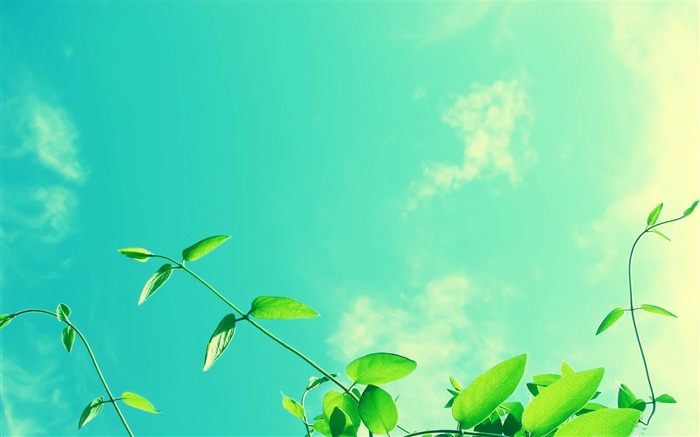 vines and sunny sky-Summer landscape wallpaper Views:14289 Date:2012/8/8 19:57:56