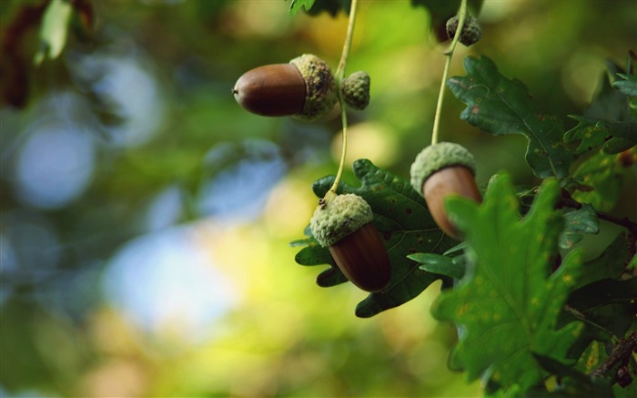 Acorns-plants photography wallpaper Views:10835 Date:2012/9/23 19:41:58