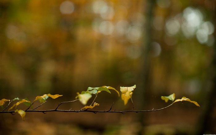 Papel de Parede de Fotografia Outono-Natureza Visualizações:12220