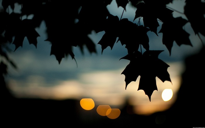 Autumn leaves -Nature Photography Wallpaper Views:8559 Date:2012/9/17 19:20:54