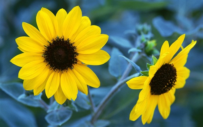 Autumn sunflowers-Flower Desktop wallpaper Views:13153 Date:2012/9/7 19:26:16