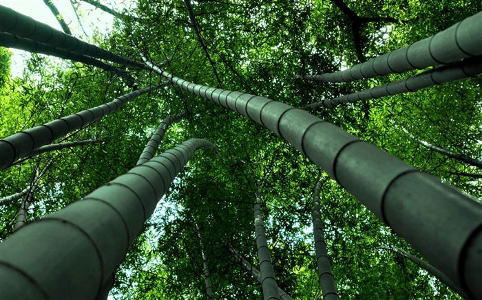 Bamboo souches-Photographie Plantes fonds d'écran Vues:13299