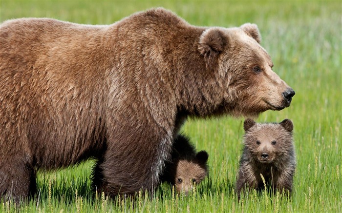 Fondos de pantalla de animales Bear-Natural Vistas:15011