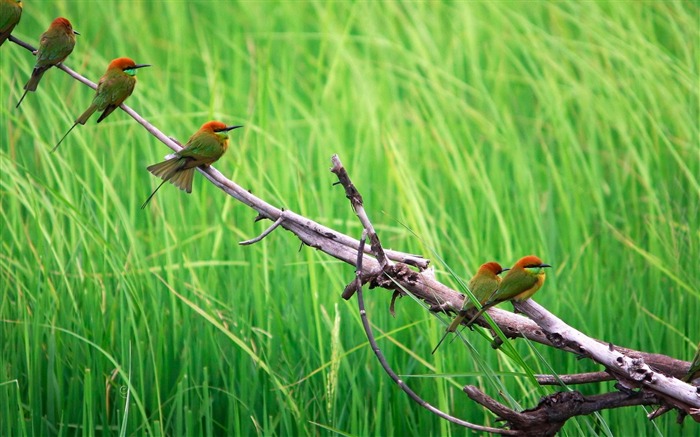 美麗的鳥 - 野生動物照片壁紙 查看次數:14948