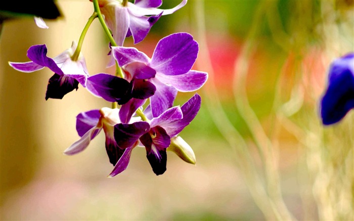 Mejor fondo de pantalla de fotografía de flor de orquídea púrpura Vistas:21140