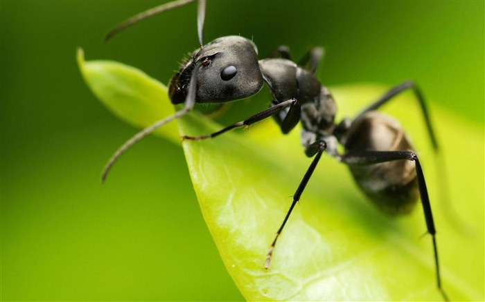 Papel de Parede de Black Ant-Animal World Visualizações:18523