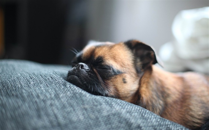 Brown Pug Sleeping-dog foto papel de parede Visualizações:18280