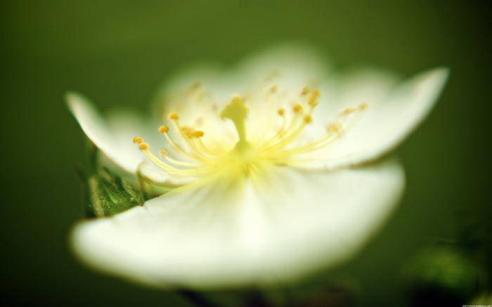 Bud-Nature Photography Wallpaper Views:8903 Date:2012/9/17 19:14:10