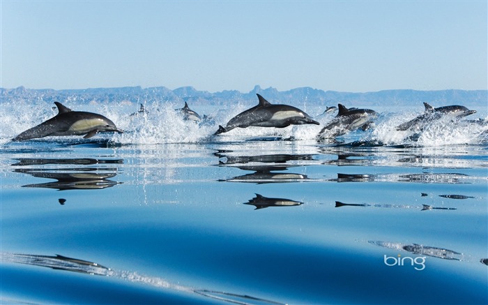 Californie Golfe de dauphins-Fond d'écran Bing Vues:65142