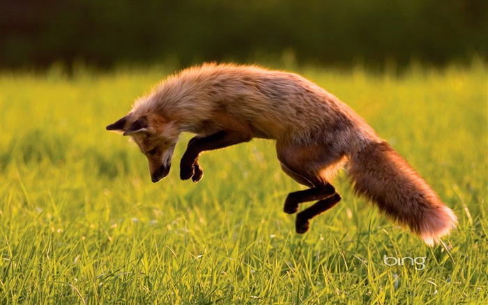 Canadian Red Fox-Fond d'écran Bing Vues:96962