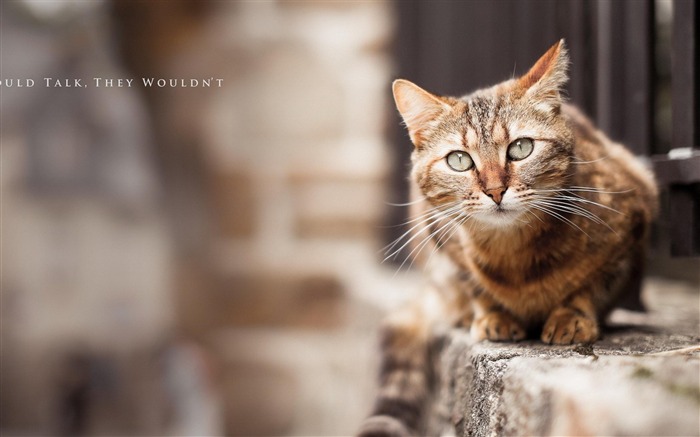 Cat Blur-animale mondiale Wallpaper Vues:13275