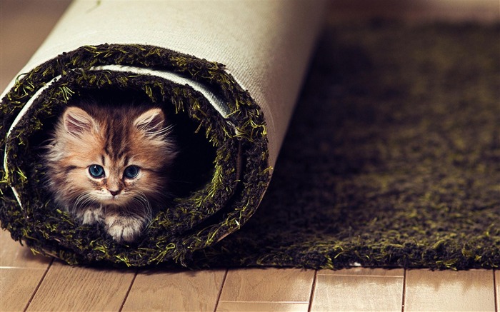 Cat jouer à cache-Mignon-animale mondiale Wallpaper Vues:16622