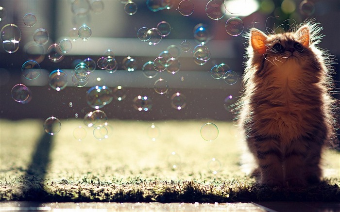 Cat bulle de savon-animale mondiale Wallpaper Vues:33423