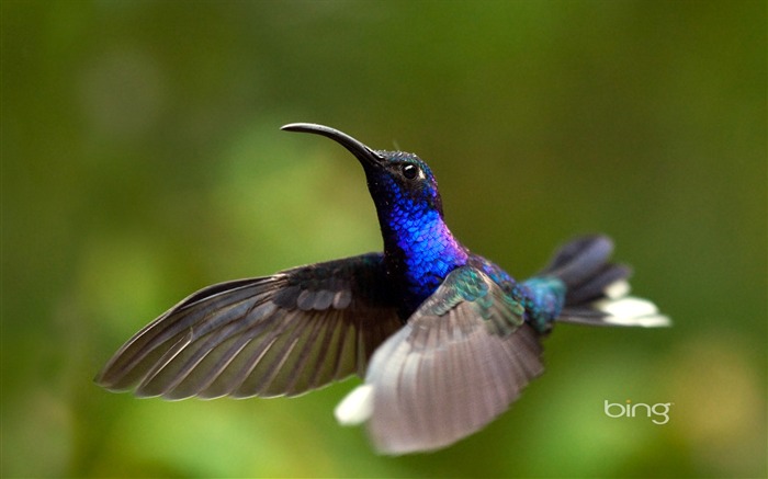 Costa Rica le colibri violet couteau à ailes-Fond d'écran Bing Vues:43324