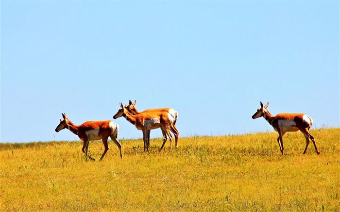 Custer State Park-animale mondiale Wallpaper Vues:10457