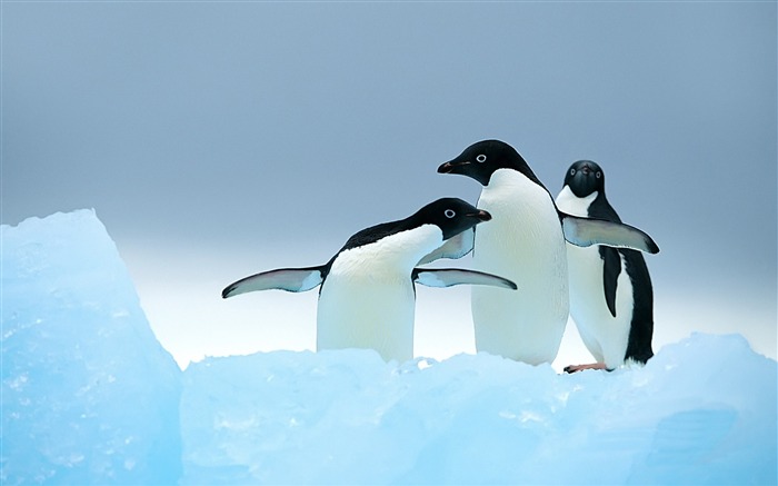 Papel de Parede de Papagaios Cute Penguins-wild animals Visualizações:20786