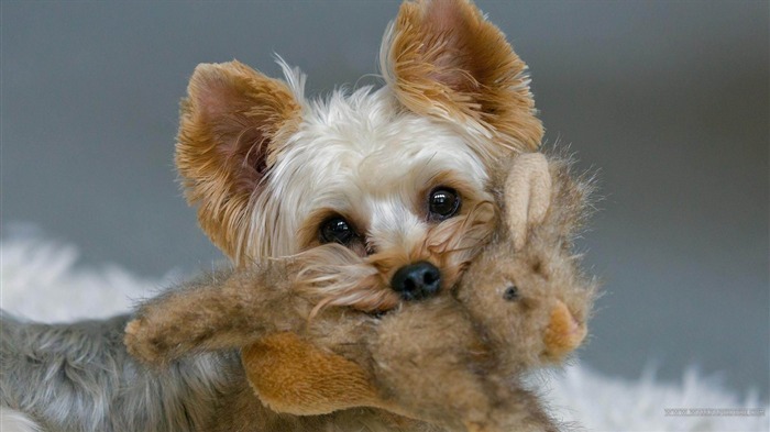 cute Puppy-photo chien fond d'écran Vues:20773