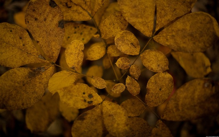 Folhas de sentimento decadentes - Papel de Parede de Fotografia Natureza Visualizações:9769