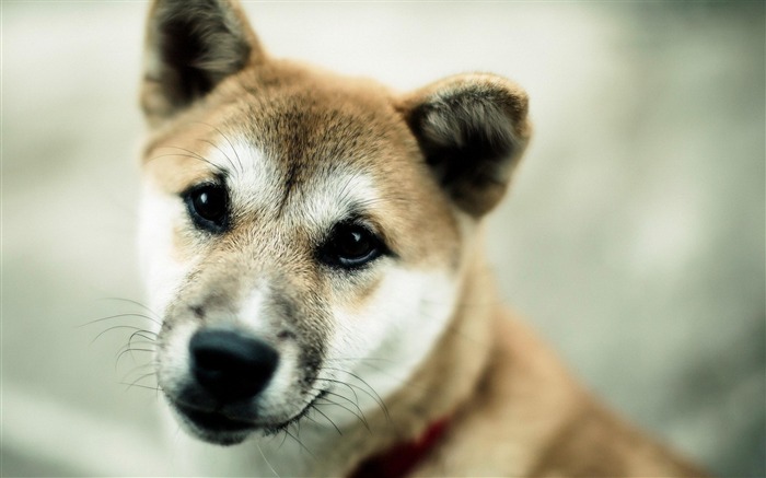 Papéis de Parede de cão foto-animal Visualizações:12183