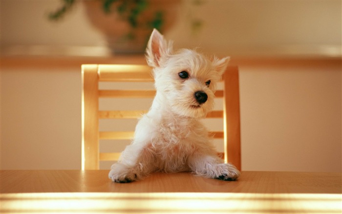 Chien à la table-photo chien fond d'écran Vues:17941