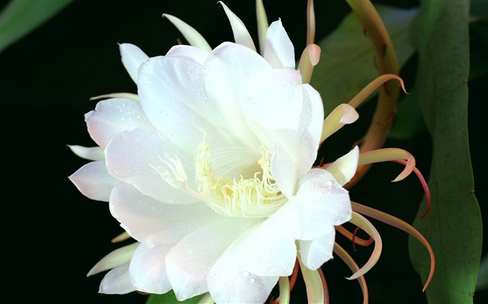 Epiphyllum-Flower photography wallpaper Views:12644 Date:2012/9/29 16:50:12