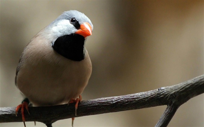 Finch Bird-Natural animales fondos de pantalla Vistas:13848