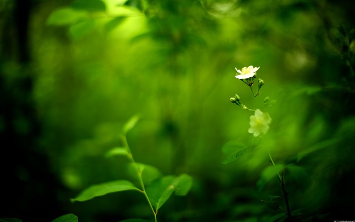 Papéis de Parede Flores-Natureza Visualizações:12109