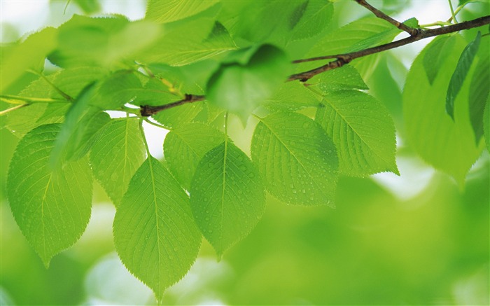 Feuilles vertes fraîches thème fond d'écran Vues:9973