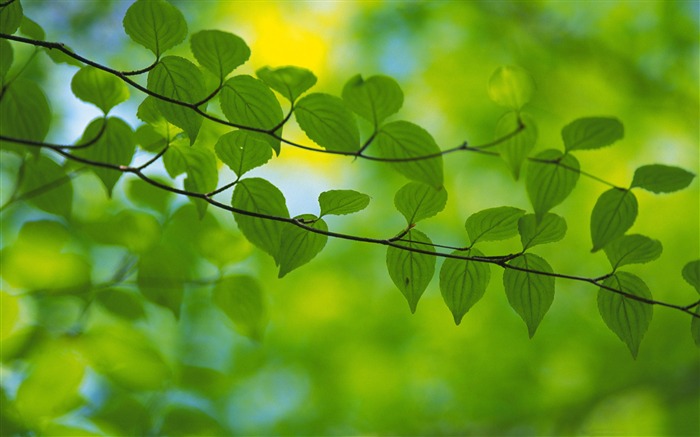 Fresh green leaves theme Desktop Wallpapers 02 Views:17906 Date:2012/9/14 13:36:21