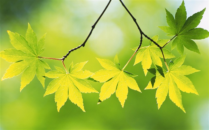 Fresh green leaves theme Desktop Wallpapers 04 Views:17982 Date:2012/9/14 13:37:08