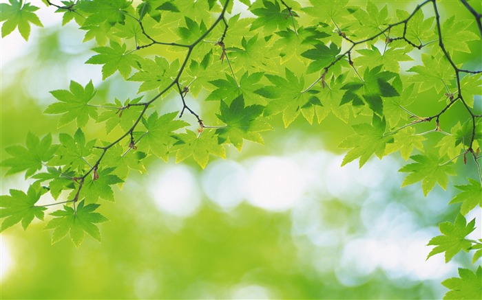 Fresh green leaves theme Desktop Wallpapers 05 Views:25825 Date:2012/9/14 13:37:29