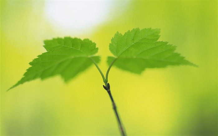 Feuilles vertes fraîches thème fond d'écran Vues:8143