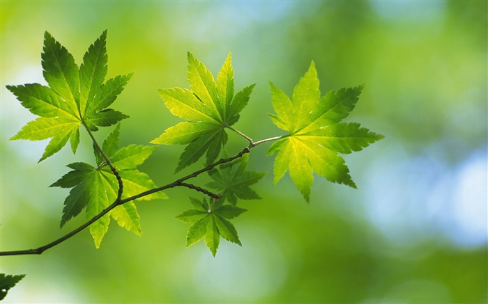 Feuilles vertes fraîches thème fond d'écran Vues:19284